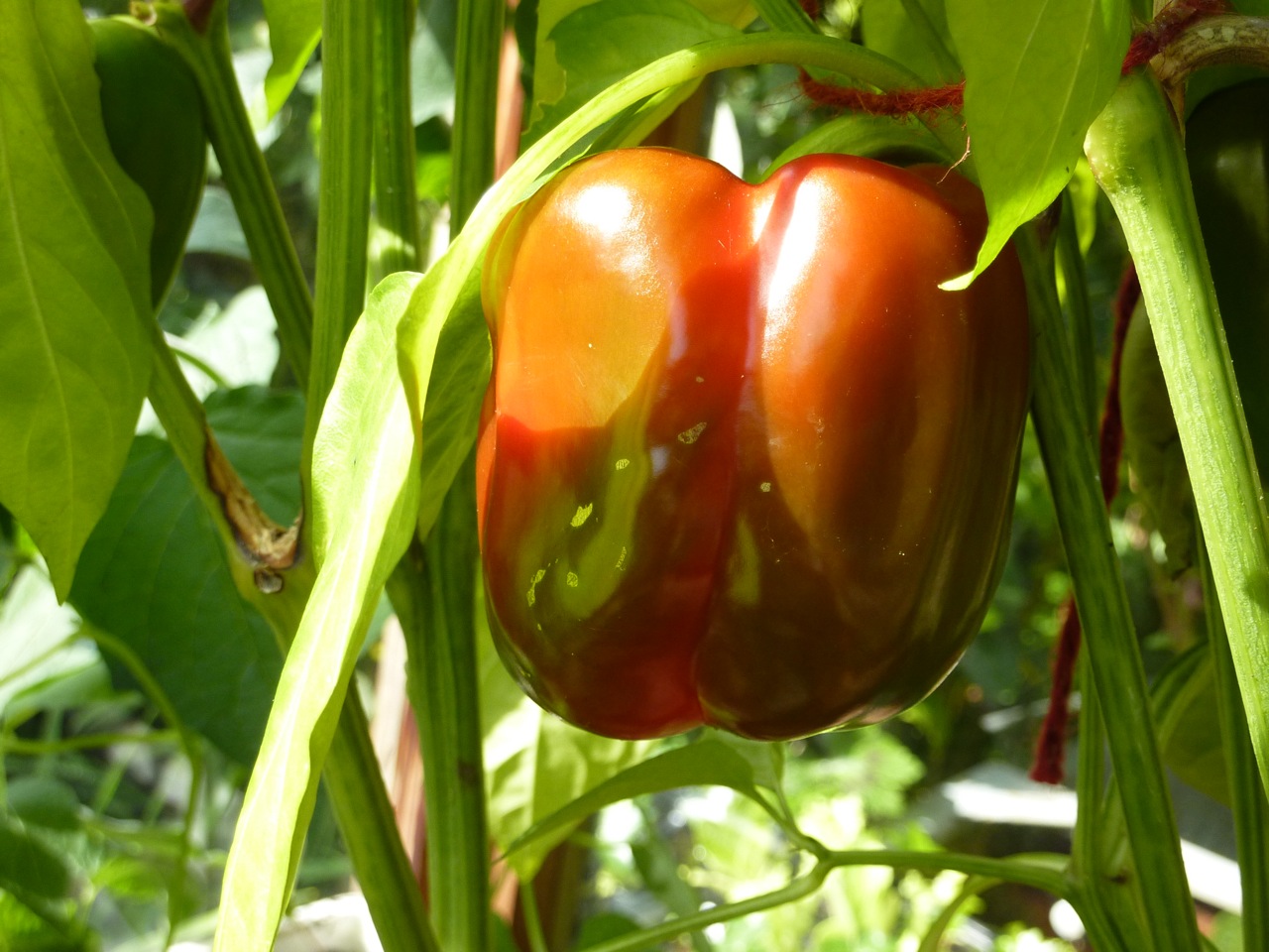 capsicum Ripening Pepper