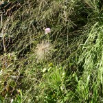 The textures of cascading grasses and seedheads are replacing much of the colour