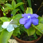 Yesterday, Today & Tomorrow is a late bloomer