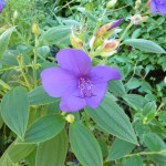Tibouchina will have to move undercover for winter