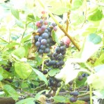Brandt grapes have cropped so heavily we are giving them away