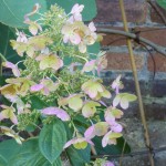 Hydrangea paniculata