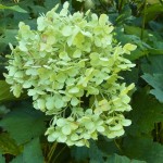 Hydrangea Annabelle turns a lovely lime green