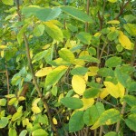 Amelanchier lamarckii is developing good autumn colour