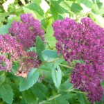 Sedum 'Autumn Joy' has a particularly good colour this year