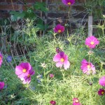 Cosmos flowers keep on coming