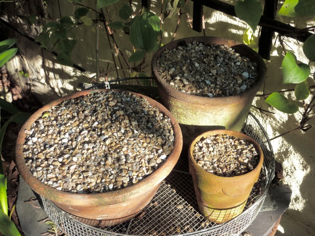 pots Promise of Spring