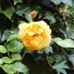 Rose Graham Stuart Thomas