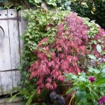 The ever-gorgeous acer