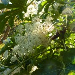 Fatsia flowers are attracting insects in fine weather