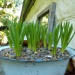 Muscari are growing enthusiastically already