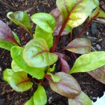 Greenhouse chard is growing happily in old growbags