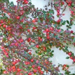 The Cotoneaster horizontalis is berry beautiful