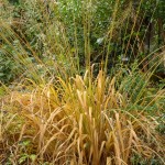 The Panicum virgatum is now gloriously golden