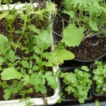 Winter salads and herbs in the greenhouse