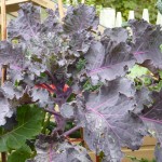 Colourful brassicas in the potager