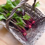 Freshly picked late sown beetroot for tonight's supper - including the leaves