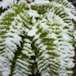 fern Frosted Ferns