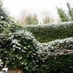 ivy Snow highlights on the ivy
