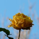 rose A Solitary Graham Stuart Thomas rose