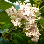 hydrangea Hydrangea Ayesha blooms have survived the snow - so far