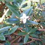 daphne A solitary and very unseasonal flower on Daphne retusa