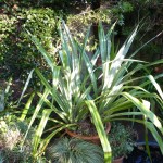 astelia The silvery leaves of the Astelia list an otherwise dull corner at this time of year