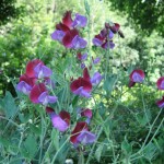sweat peas July - The highly fragrant sweet pea Matucana