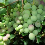grapes September - The Strawberry grapes are beginning to ripen
