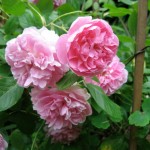 camellia March - I've long-forgotten the name of this camellia but its pure beauty is irresistible