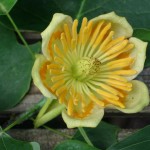 tulip-tree June -Tulip Tree tulip