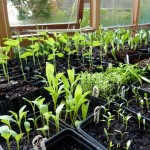 greenhouse November - next year's hardy annuals are looking good in the greenhouse
