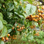 rosehips November - the apricot hued hips of Cooper's Burmese rose
