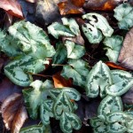 cyclamen December - Cyclamen amongst the leaf litter