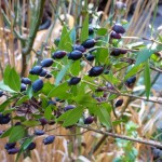 myrtle December - Myrtle berries can be used (in moderation) in cooking