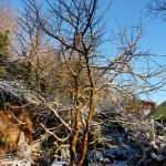 snow January - snow is rare in my garden and seldom lingers
