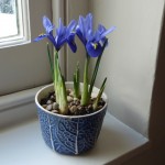iris February - Iris reticulata next to my desk