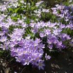 crocus February - Crocus tommasinianus self seeds prolifically in the Lower Garden and brightens the cold February days