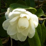 rosa June - Rosa Harlow Carr