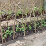 peas March -Peas and sweetpeas in the potager
