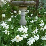 birdbath April - Narcissus Thalia and The Bride surrounding the bird bath