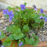 violets April -Sweet violets are popping up everywhere
