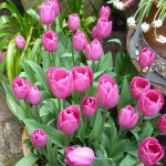 tulips May -Tulip Barcelona next to the front door
