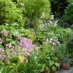 border July - The front border is pretty as a picture