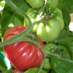 brandywine August - Brandywine tomatoes in the greenhouse