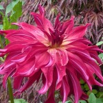 dahlia August -Dahlia Bangkok is a new favourite