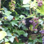 spidersweb September Web Magic