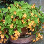 begonia October - My pride and joy - Begonia sutherlandii