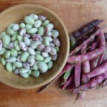 borlotti October - Freshly podded borlotti beans