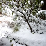 snowfall An unprecedented 13" of snow in my sheltered coastal garden earlier this month